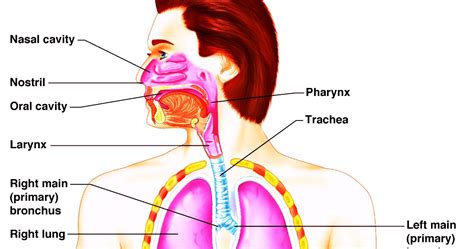 Respiratory System Science Biologyhuman And Body Parts Best Information
