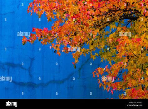 Vibrant Maple Tree Leaves In Fall Color Against Blue Wall Stock Photo