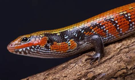 Top 20 Best Pet Lizards For Beginners Everything Reptiles