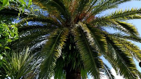 My Canary Island Date Palm In Fruit Youtube