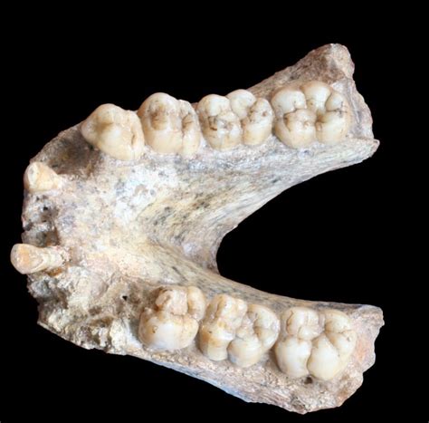 Gigantopithecus Bones