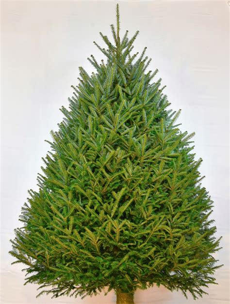 6 9 Ft Nat Balsam Fir Fresh Cut Christmas Tree Walmart