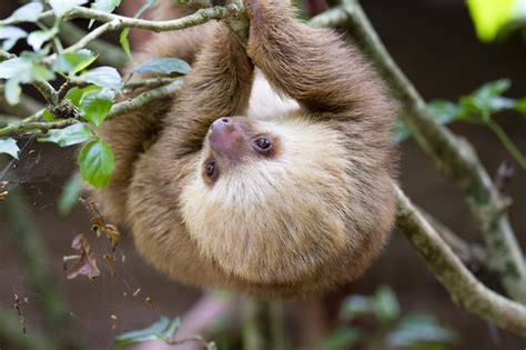 Baby Two Toed Sloth