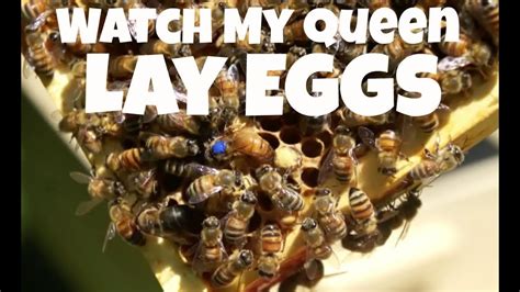 Watch My New Queen Lay Eggs Bee Vlog Youtube