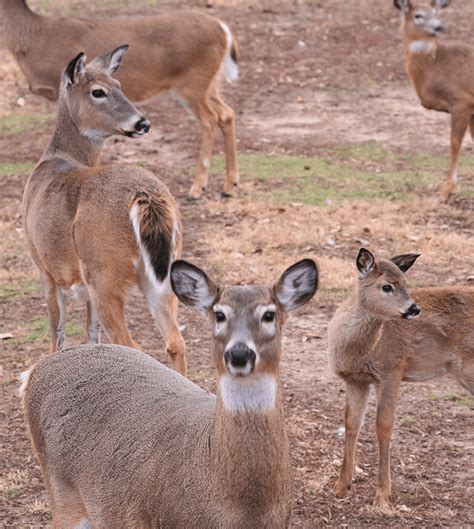 Deer Facts New Jersey Deer Control