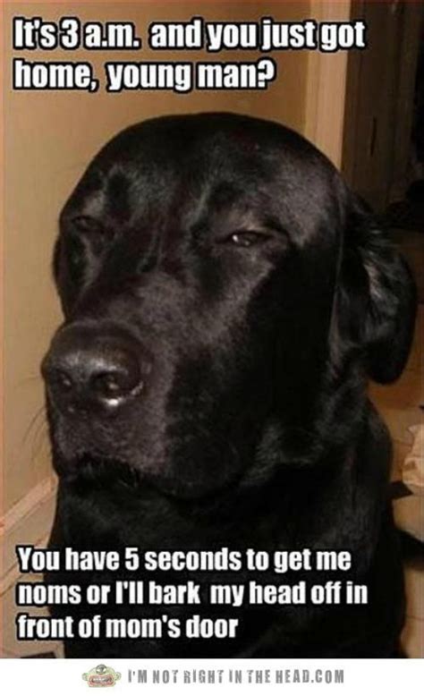 Black Lab Blackmail Just For Shits And Giggles Pinterest Black