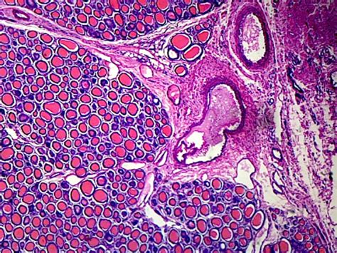 Mammal Endocrine System Thyroid Gland Microscope Slide