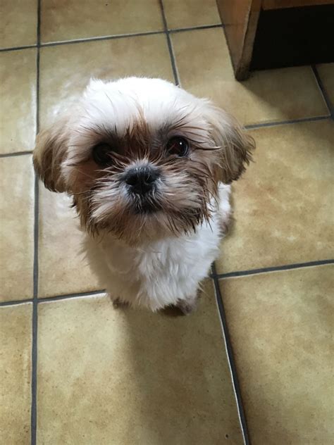 Shih tzu dogs are one of the most sought after breeds in the world. Female Shih tzu puppy for sale! | Mansfield, Nottinghamshire | Pets4Homes