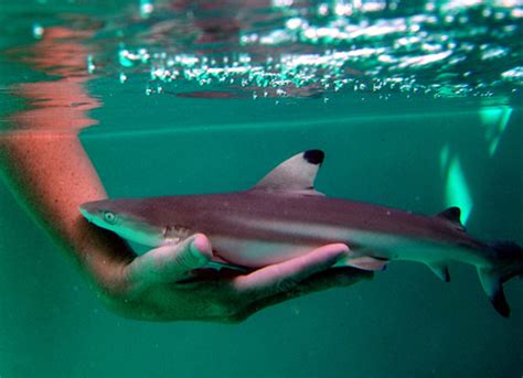 Baby Sharks Animal Photo