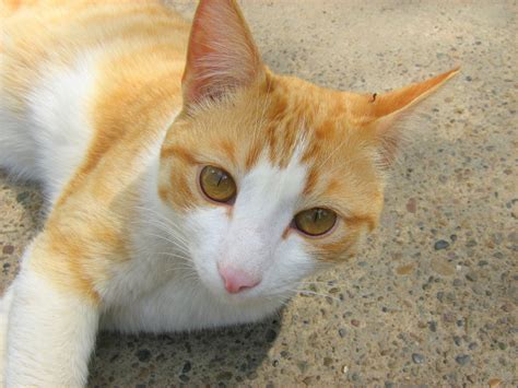 Young Ginger Kitten — Russian Cats Pictures