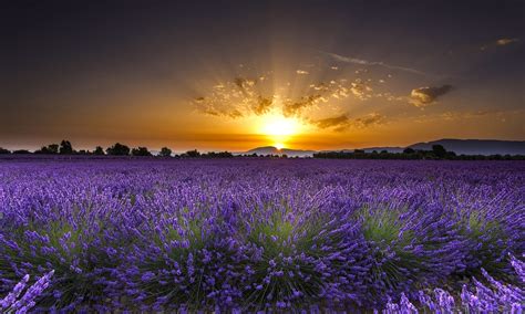 Download Flower Sunrise Dawn Field Nature Lavender Hd Wallpaper