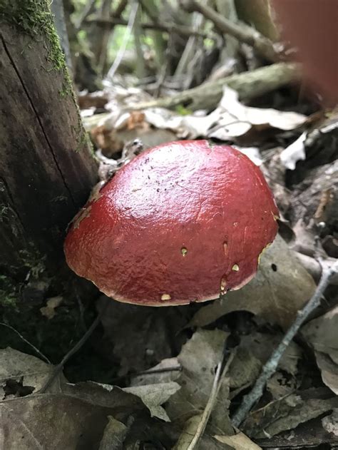 Pin By Mickey Manzagol Mills On Mushrooms Of West Michigan