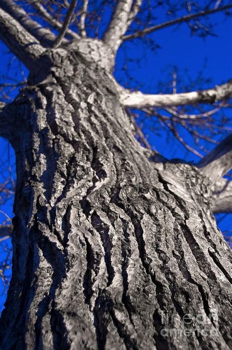 Tree Texture Photograph By Terry Elniski Pixels