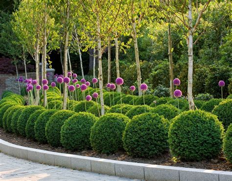 Topiary Trees For Sale - Ideas on Foter