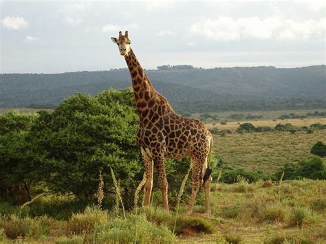 Tribute To Kariegas Favourite Giraffe Kariega Reserve