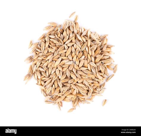 Malted Barley Grains Isolated On White Background Barley Seed Close