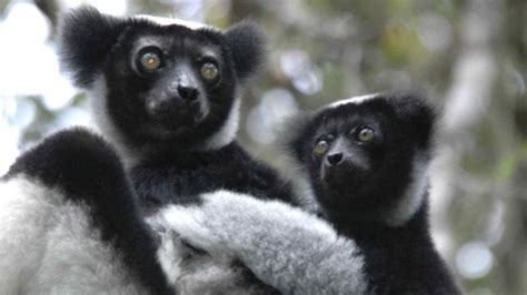 Lemur Extinction Vast Majority Of Species Under Threat Bbc News