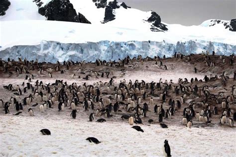 Antarctica Decline In Biodiversity Expected As Climate