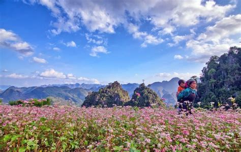 Top 13 Cánh đồng Hoa đẹp Nhất ở Việt Nam Có Thể Bạn Hỏi Gì 247