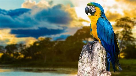 Macaws Wallpapers Wallpaper Cave
