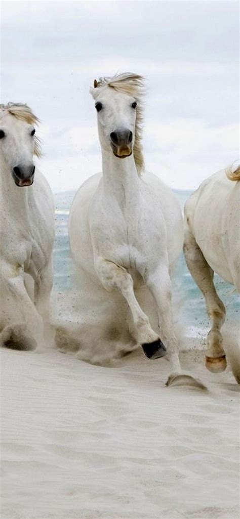 Beautiful White Horses Running In The Sand Of The Beach