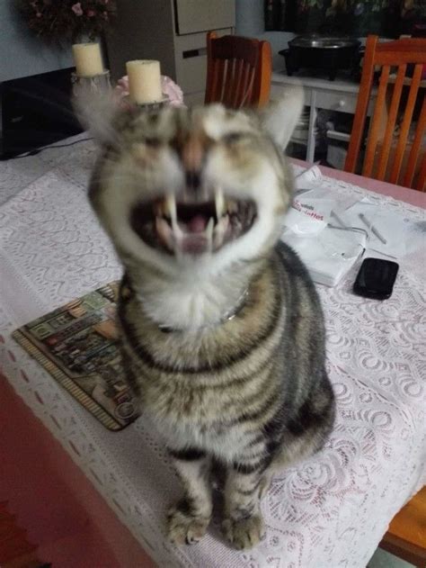 21 Photos Of Cats Sneezing That Will Make You Laugh Cat Sneezing