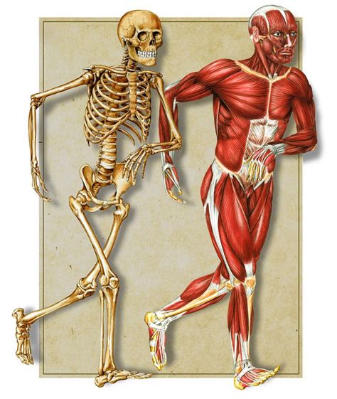 Bone And Muscle Science Pinterest Muscles Human Body Science And