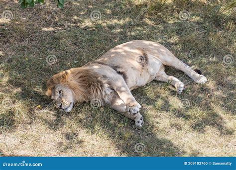 Lion Lying On The Ground Stock Photo Image Of Nature 209103760