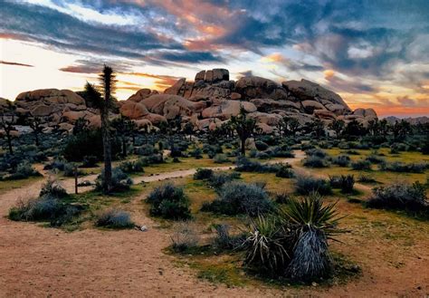 The Complete Guide To Camping In Joshua Tree National Park Tmbtent