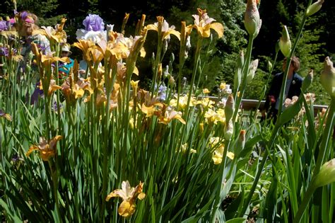 World Of Irises Growing Siberian Irises