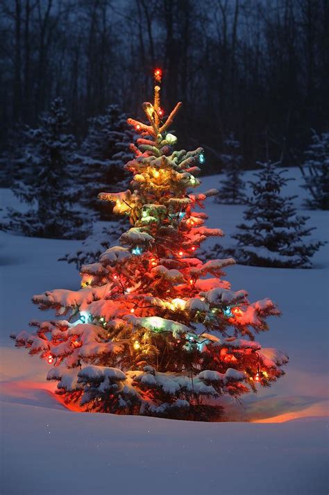 Christmas Tree With Lights Outdoors In Photograph By