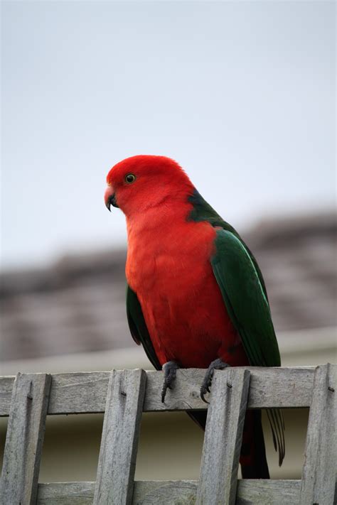 Free Images Bird Wing Animal Wildlife Red Beak Colourful Color