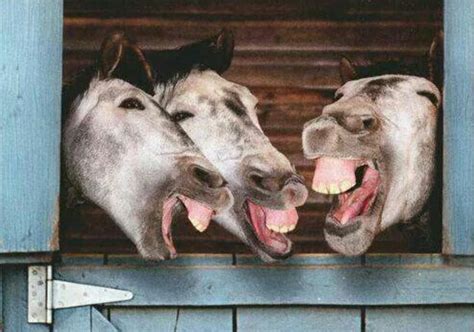 Laughing Donkeys Funny Horses Cute Horses Horse Love Beautiful