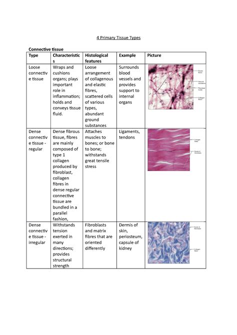 4 Primary Tissue Types 4 Primary Tissue Types Connective Tissue Type