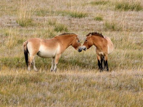 Hustai National Park Wildlife Location In Mongolia Asia Wildlife