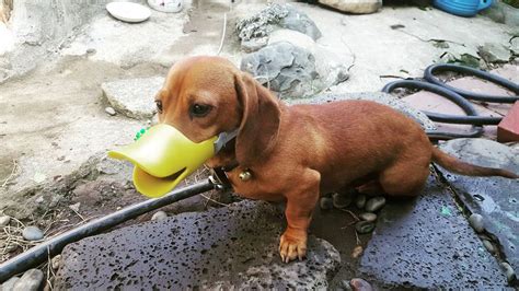 An Adorable Duck Beak Shaped Dog Muzzle