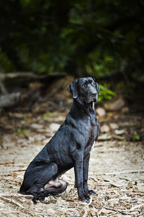 The labradane, a large cross between the purebreds labrador retriever and great dane, is known for its sweet, gentle, and affectionate nature. Information About the Ever-friendly Great Dane-Labrador Mix Breed - DogAppy