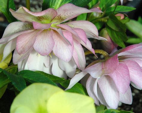Product Viewer Helleborus Cotton Candy