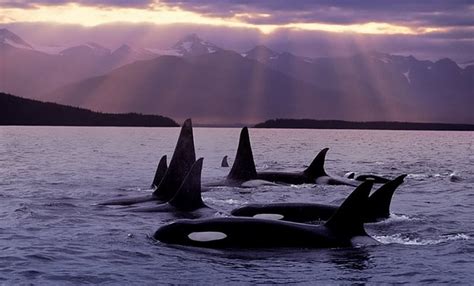 Gathering Of The Pod Orcas Victoria Canada Bc Hd Wallpaper Peakpx