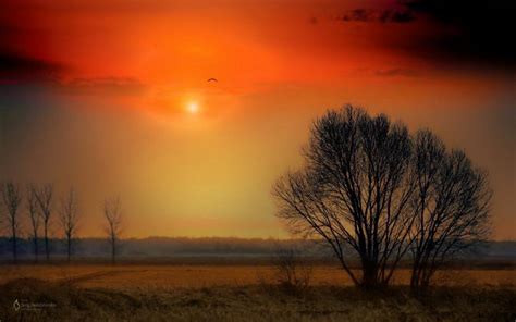 Sunset Trees Field Nature Bird Wallpaper Nature And Landscape
