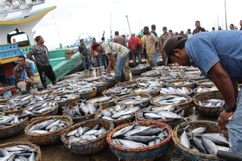 Indonesia Fisheries Regulation And Sustainability Urgently Needed