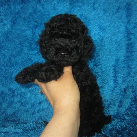 Small Black Toy Poodle Male Puppy Click Pic For Info Poodles