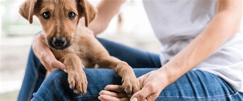 Finding Forever Homes Pet Adoption Centres In Pune