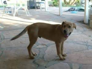 Learn more about southern california golden retriever rescue in los angeles, ca, and search the available pets they have up for adoption on petfinder. Golden Retriever Puppies in California