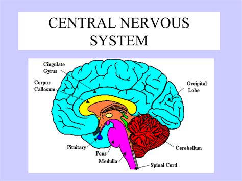 It consists of a large nerve running from. central nervous system with brain parts and functions