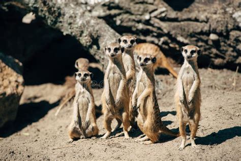 Meerkats Stock Image Image Of Group Pose Cute Meerkats 13488439