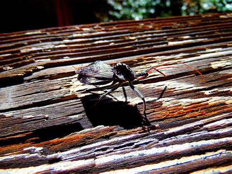 Mr Proboscis Photograph By Steve Doris Fine Art America