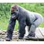 Pouting Gorilla Performs Pledge Of ‘Ape Legiance’ As Donald Trump Lands 
