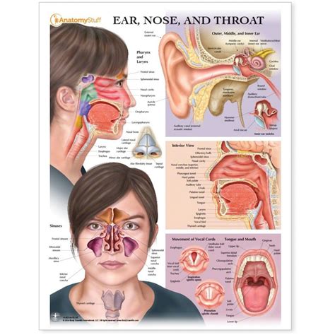 Ear Nose And Throat Chart ENT Poster Vocal Cord Health Info Health And Nutrition Throat