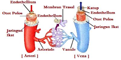 Peredaran Darah Jantung Dan Pembuluh Darah Struktur Arteri Dan Vena